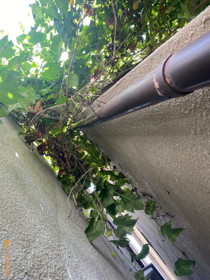 木の剪定作業ご依頼　お客様の声
